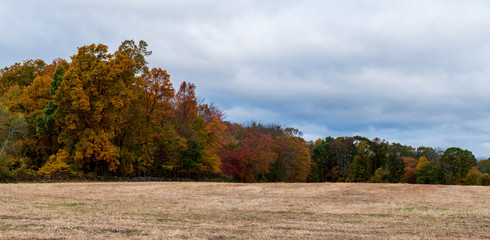 Naklejka na ściany i meble autumn landscape with trees and blue sky