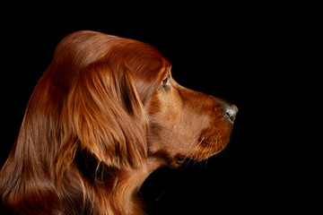 Portrait of an adorable irish setter