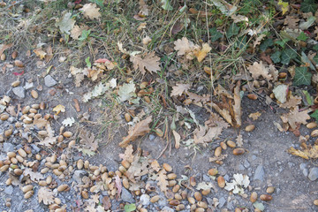 nuts on a path in the forest