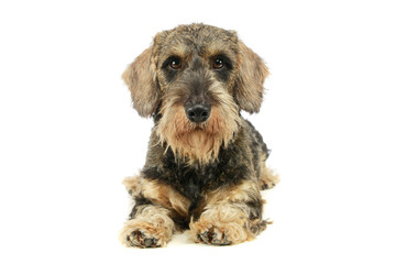 Studio shot of an adorable Dachshund