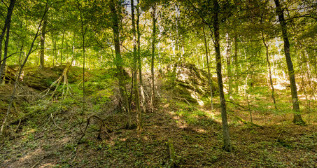 scenes alongtheu foot path in Mohican state forest in Ohio