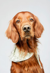 Portrait of an adorable irish setter