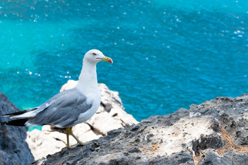 seagull staring at the photographer with the sea in the background