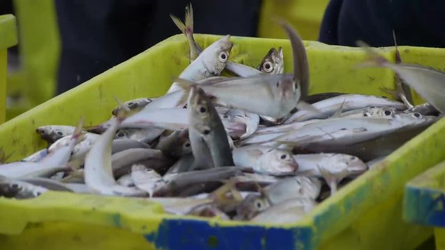 Barra de Mira - Portugal: a day at the beach. Traditional fishing