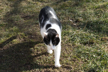 a cat is walking in the garden