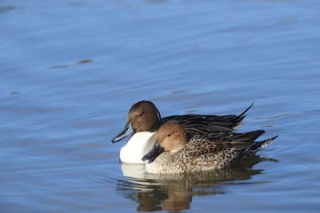 オナガガモのペアー