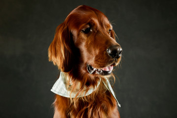 Portrait of an adorable irish setter