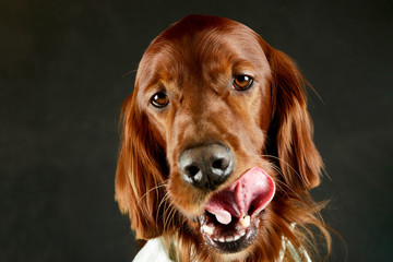 Portrait of an adorable irish setter
