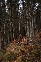 Brown goat wandering through the forest during winnter