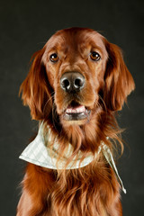 Portrait of an adorable irish setter