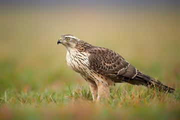 Northern goshwak (Accipiter gentilis) close up