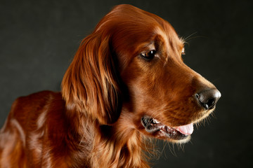 Portrait of an adorable irish setter