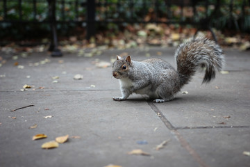 Close up of a gray squirrel on the ground in autumn in the park