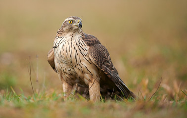 Northern goshwak (Accipiter gentilis) close up