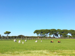 Landscape with meadow and freely wild animals of Brion Island in the Magdalen Islands archipelago in the middle of the Gulf of Saint Lawrenceand part of the municipality of Grosse-&Icirc;le