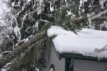 Tree Damage to House