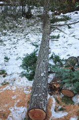 Tree that Damages House
