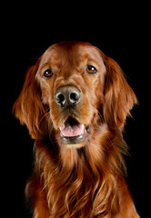 Portrait of an adorable irish setter