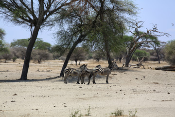 Zebras