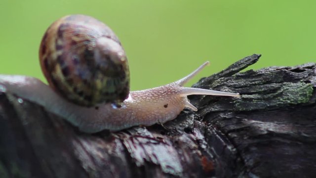 Caracol_Vinha_Mealhada_2_by_Paulo_Fajardo