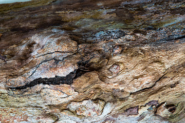 Eucalyptus Bark - Pattern #2