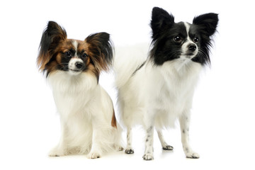 Studio shot of two adorable papillons