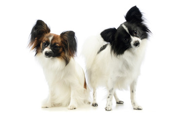 Studio shot of two adorable papillons