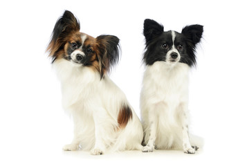 Studio shot of two adorable papillons
