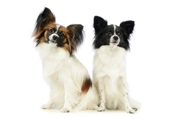 Studio shot of two adorable papillons