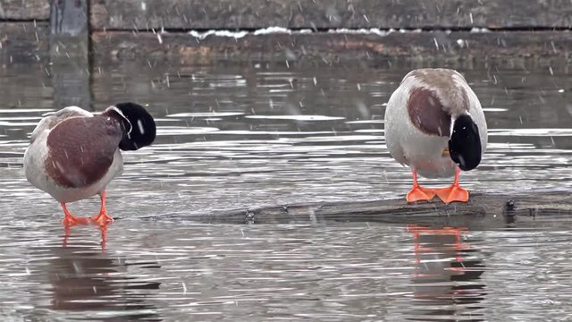 #glymtwinterstories - Two ducks in Munich, Germany, during the snow storm.