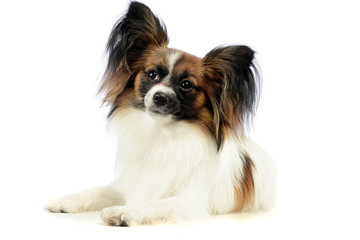 Studio shot of an adorable papillon