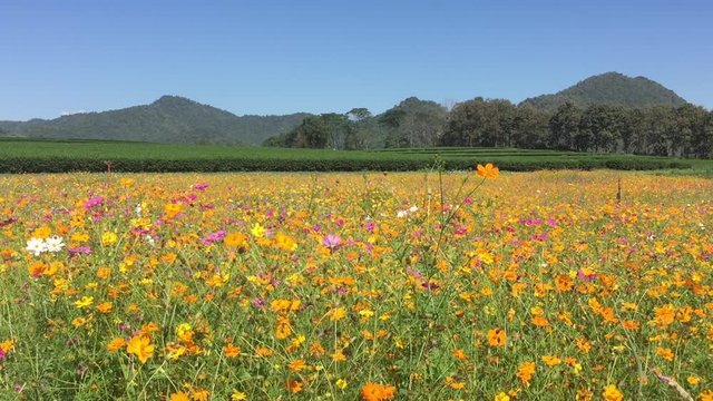 Beauty Cosmos flower at narure