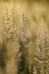 Fototapeta premium Beautiful meadow at sunset in late May as background. Perennial cereal plant Calamagrostis.