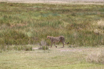 Walking Cheetah