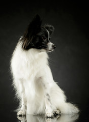 Studio shot of an adorable papillon