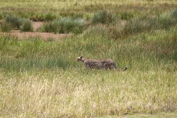 Lone Cheetah