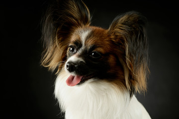 Portrait of an adorable papillon