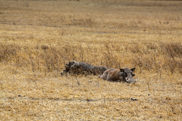 Warthogs