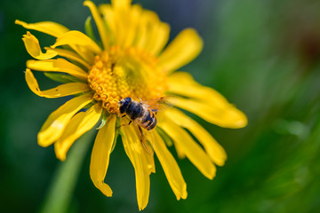 bee on yellow flower