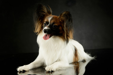 Studio shot of an adorable papillon
