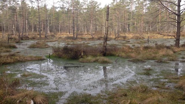 Kemeri swamps, Latvia