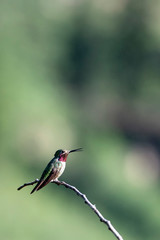 hummingbird on branch