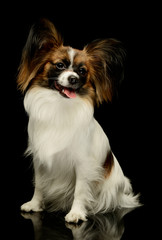 Studio shot of an adorable papillon