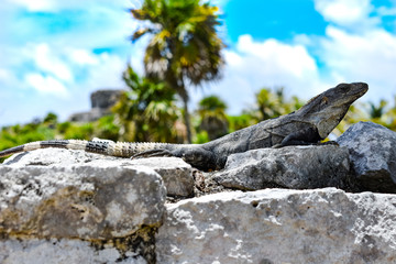 Echse sonnt sich auf einem Stein in Tulum