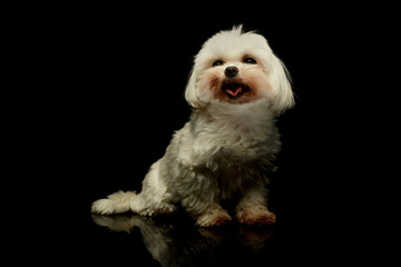 Studio shot of an adorable Maltese