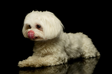 Studio shot of an adorable Maltese