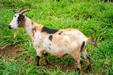 goats grazing on Dourados farm, Mato Grosso do Sul