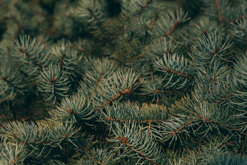 Naklejka na ściany i meble Fluffy branches of a spruce or fir-tree. Christmas wallpaper or postcard concept.