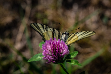 Scarce sail swallowtail butterfly sitting on flower summer insect nature close up macro