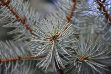 Naklejka na ściany i meble Fir branches of blue spruce. new Year. winter forest.